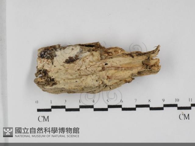 登錄號:F0032059藏品圖，第1張