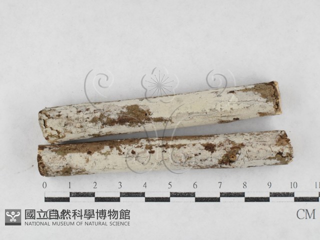 登錄號:F0027059藏品圖，第1張