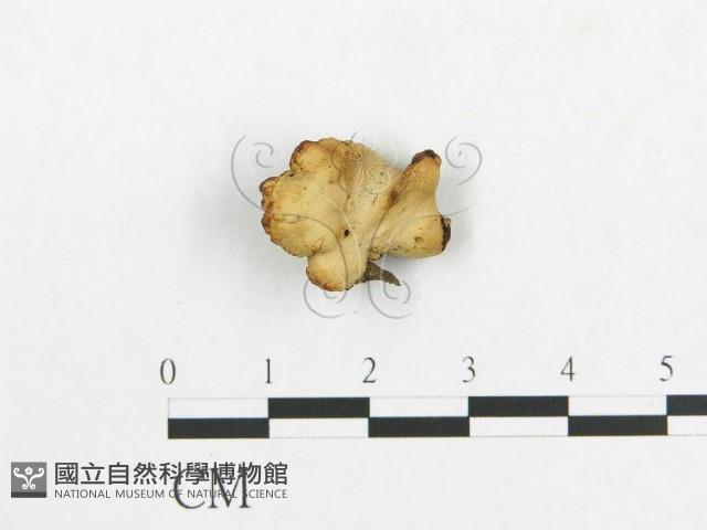 登錄號:F0007059藏品圖，第1張