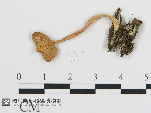 登錄號:F0017059藏品圖，第1張