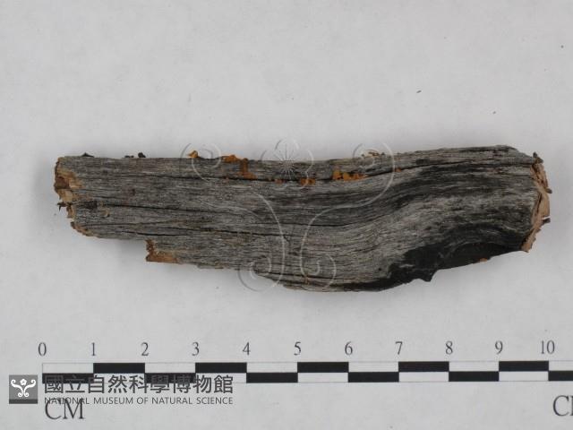 登錄號:F0025059藏品圖，第1張