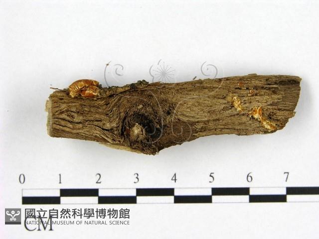 Accession Number:F0005059 Collection Image, Figure 1, Total 3 Figures