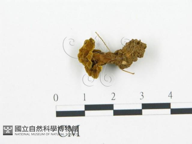 登錄號:F0015059藏品圖，第1張