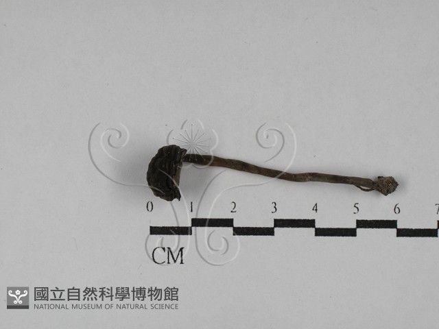 登錄號:F0029059藏品圖，第1張