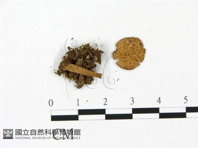 鵝膏屬藏品圖，第1張