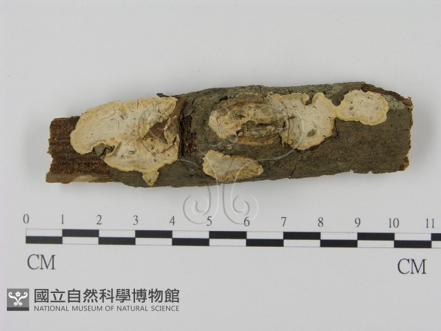 登錄號:F0003059藏品圖，第1張