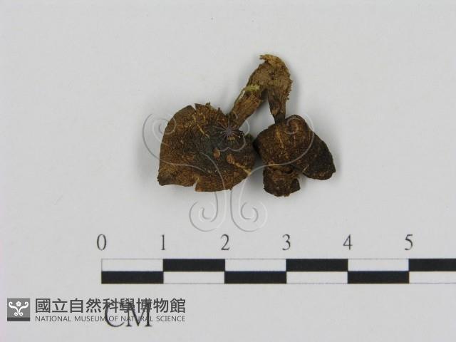 登錄號:F0013059藏品圖，第1張