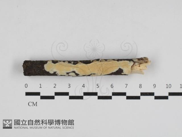 登錄號:F0033059藏品圖，第1張