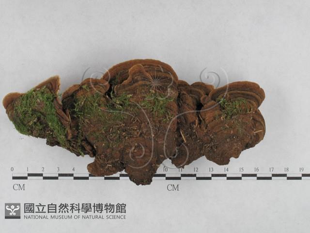 登錄號:F0028359藏品圖，第1張