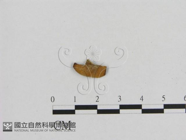 登錄號:F0008359藏品圖，第1張