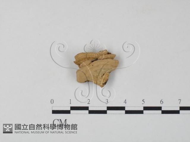 登錄號:F0020359藏品圖，第1張