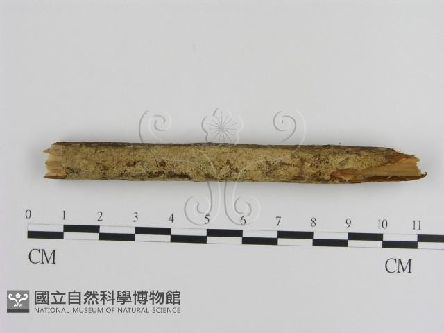 登錄號:F0000359藏品圖，第1張