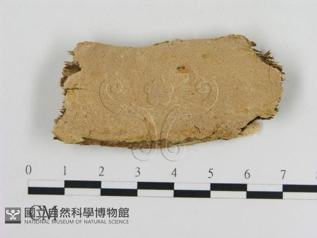 登錄號:F0010359藏品圖，第1張