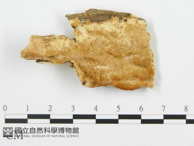 登錄號:F0006359藏品圖，第1張