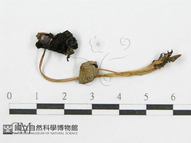 登錄號:F0016359藏品圖，第1張