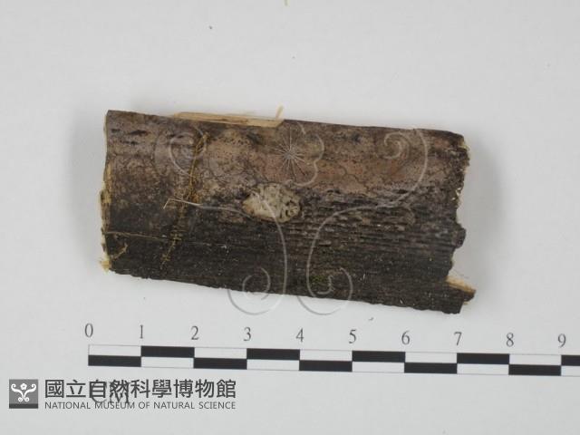 登錄號:F0021359藏品圖，第1張