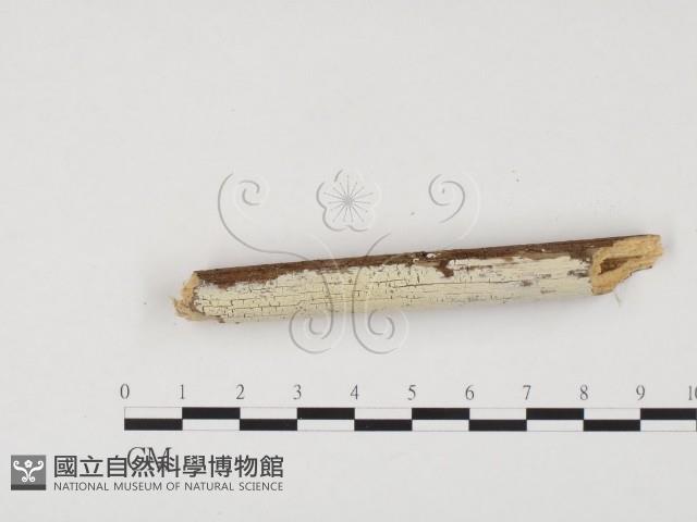 冇骨消絲齒菌藏品圖，第1張