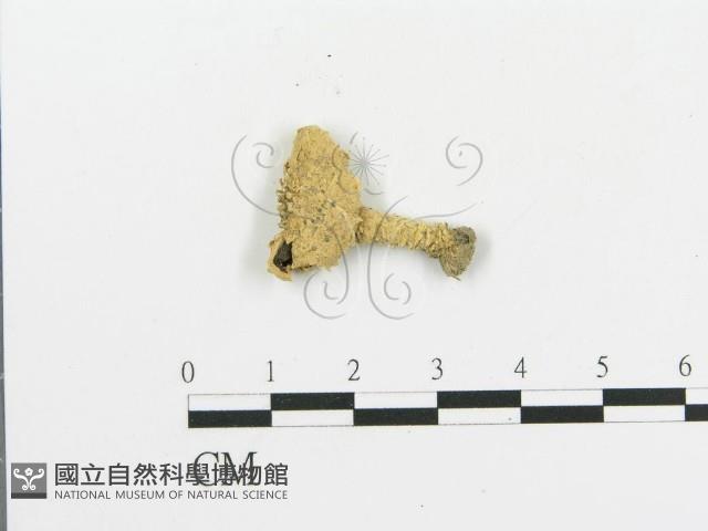 傘菌屬藏品圖，第1張