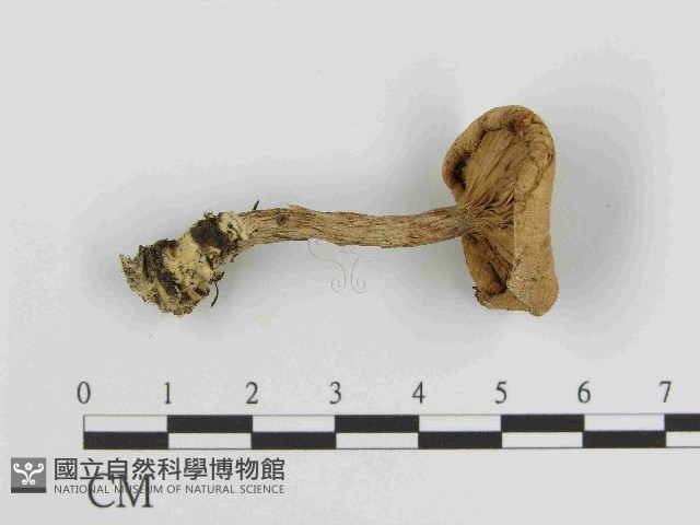 登錄號:F0014359藏品圖，第1張