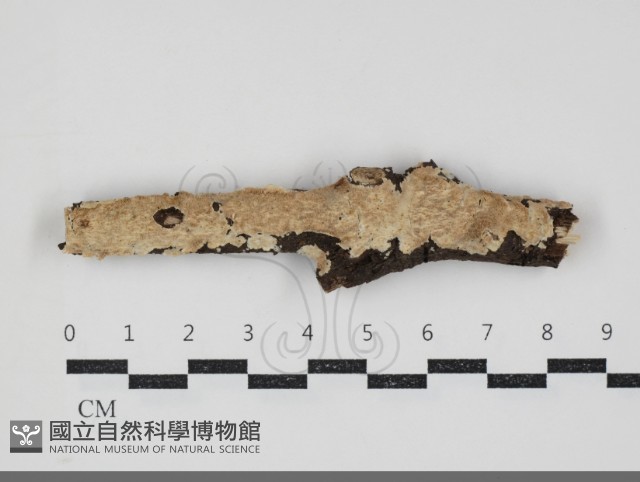 登錄號:F0034359藏品圖，第1張