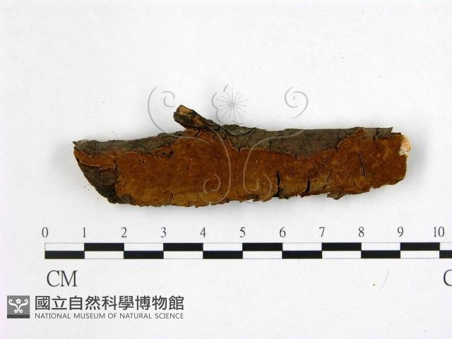 刺革菌屬藏品圖，第1張