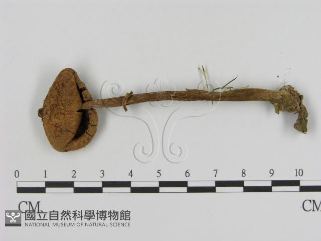 登錄號:F0002359藏品圖，第1張