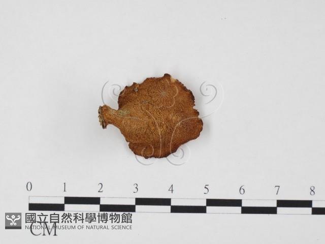 登錄號:F0012359藏品圖，第1張
