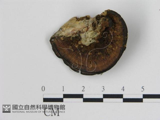 登錄號:F0007359藏品圖，第1張