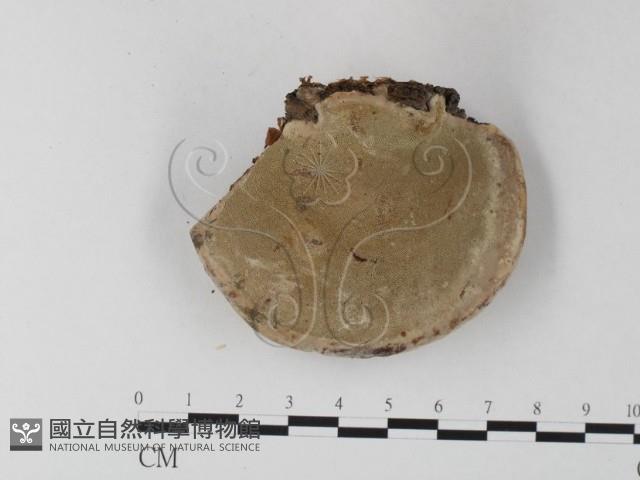 登錄號:F0025359藏品圖，第1張