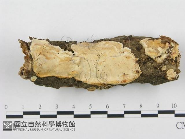 登錄號:F0015359藏品圖，第1張