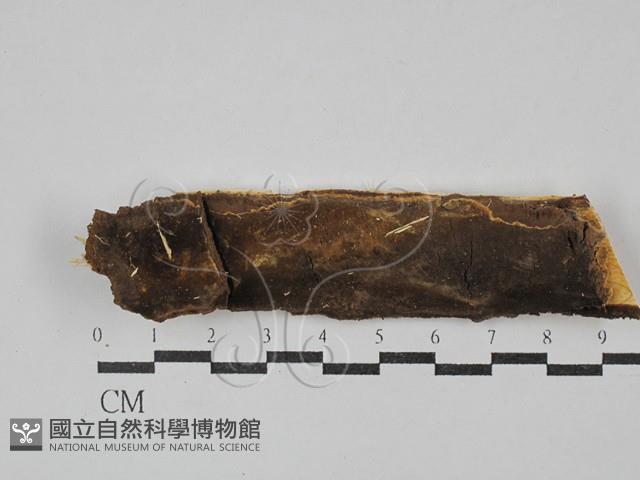 木層孔菌屬藏品圖，第1張