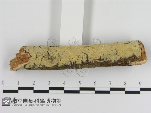 登錄號:F0009359藏品圖，第1張