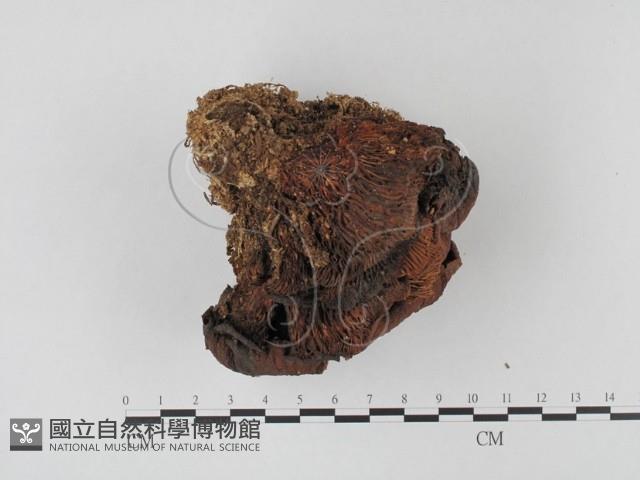 糙皮側耳藏品圖，第1張