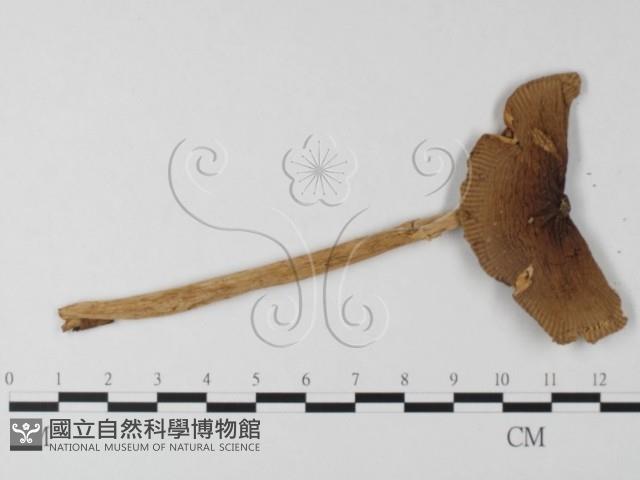 登錄號:F0003359藏品圖，第1張