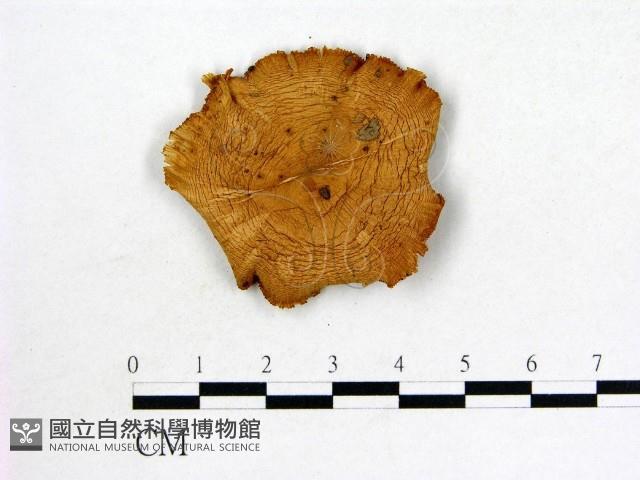 登錄號:F0013359藏品圖，第1張