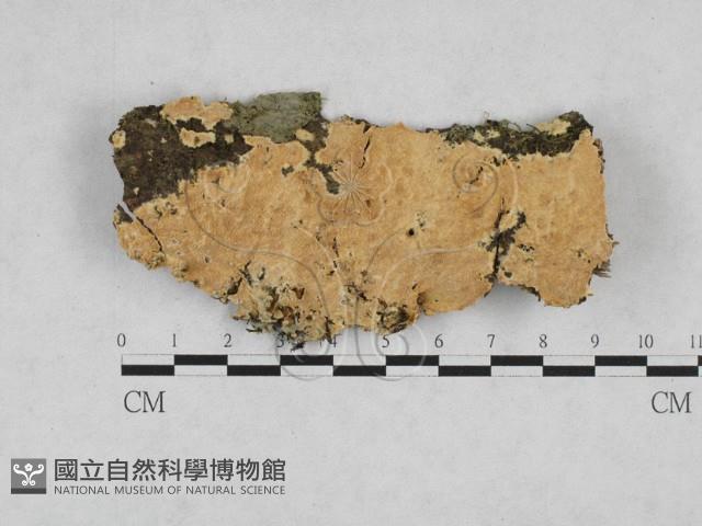 登錄號:F0028249藏品圖，第1張