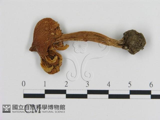 登錄號:F0020249藏品圖，第1張