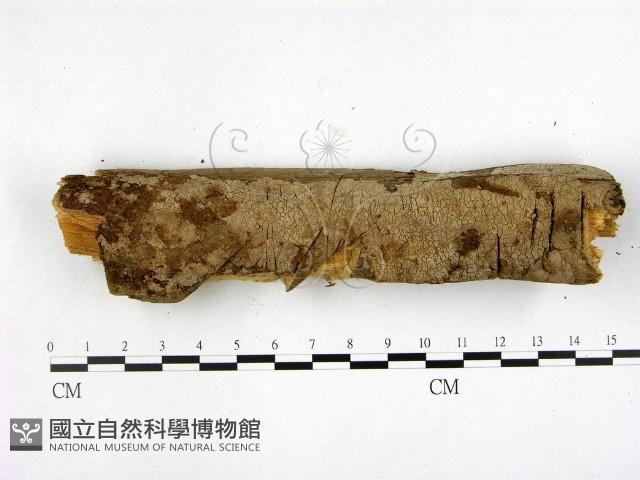 登錄號:F0000249藏品圖，第1張