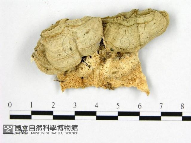 登錄號:F0010249藏品圖，第1張