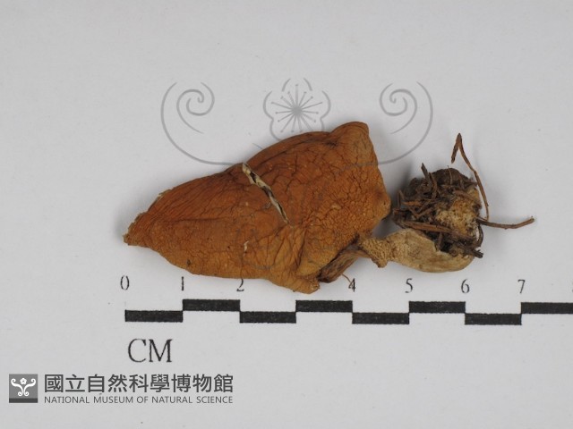 登錄號:F0030249藏品圖，第1張