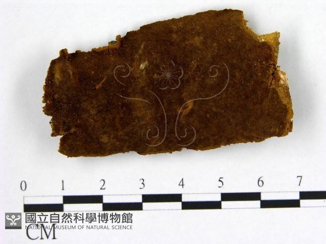 登錄號:F0006249藏品圖，第1張