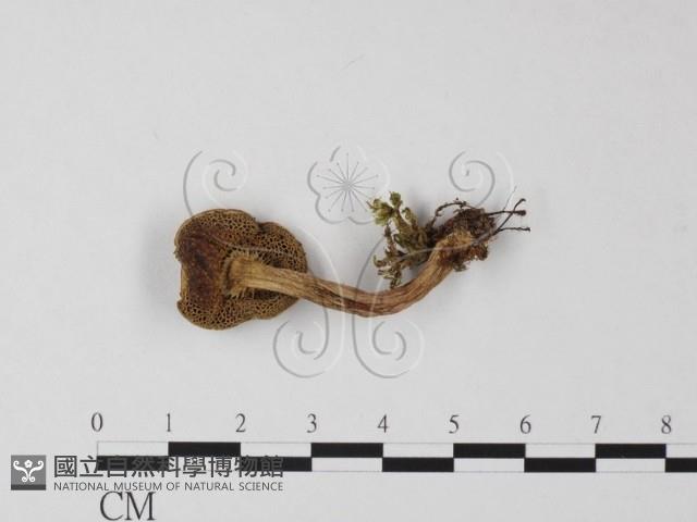 登錄號:F0016249藏品圖，第1張