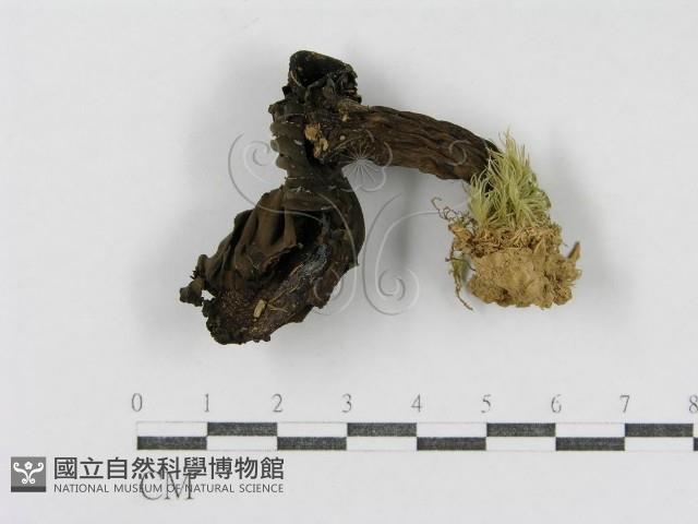 登錄號:F0011249藏品圖，第1張