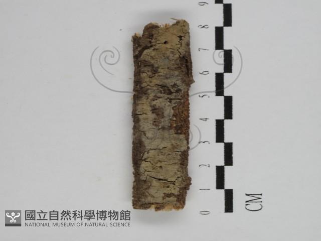 剛毛絲皮菌藏品圖，第1張