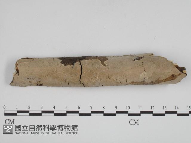 登錄號:F0004249藏品圖，第1張