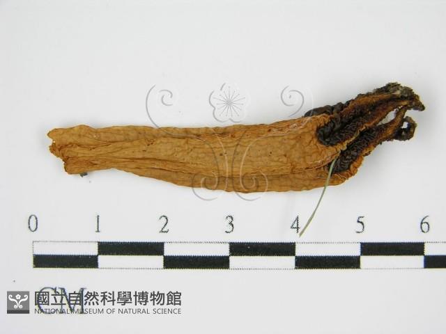 登錄號:F0014249藏品圖，第1張