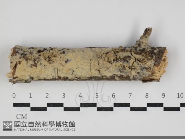 登錄號:F0034249藏品圖，第1張