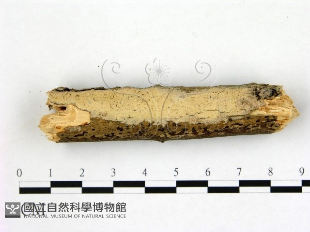 登錄號:F0022249藏品圖，第1張