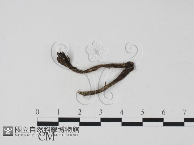 登錄號:F0012249藏品圖，第1張