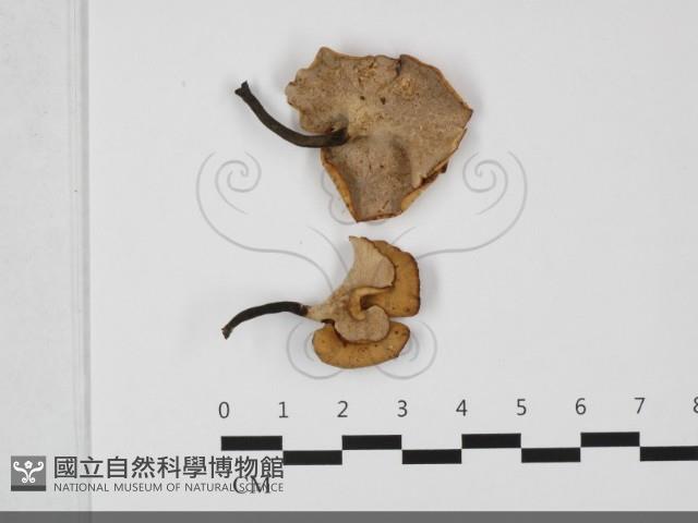 多孔菌屬藏品圖，第1張